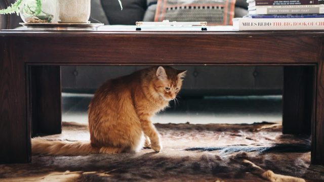 The Ultimate Stylish Solution for Concealing Your Pet's Litter Box