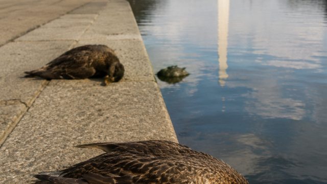 Unseen Threat: Mysterious Duck Deaths at