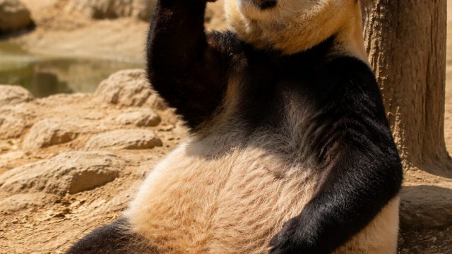 Heatwaves Impact Animal Behavior: A Deep Dive